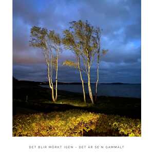 Europaljus - Tre träd vid vattnet