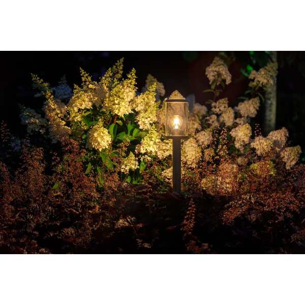 Europaljus - En Eros Hi lyser upp i en trädgård med vita blommor.